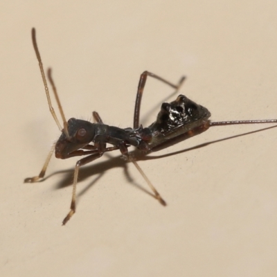 Rhyparochromidae (family) at Wellington Point, QLD - 3 Feb 2023 by TimL