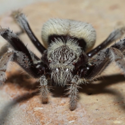 Unverified Spider by TimL