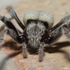 Unidentified Spider (Araneae) at Wellington Point, QLD - 1 Feb 2023 by TimL