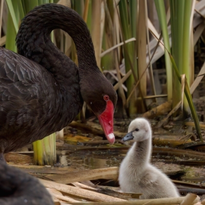 Cygnus atratus (Black Swan) at Fyshwick, ACT - 29 Jan 2023 by KorinneM