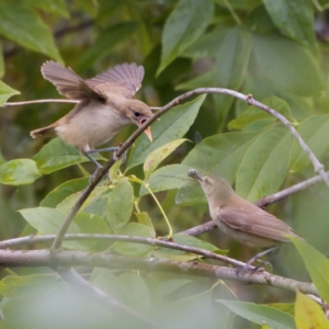 Acrocephalus australis at Fyshwick, ACT - 29 Jan 2023