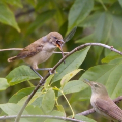 Acrocephalus australis at Fyshwick, ACT - 29 Jan 2023