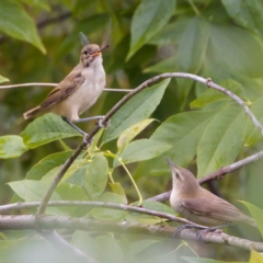 Acrocephalus australis at Fyshwick, ACT - 29 Jan 2023