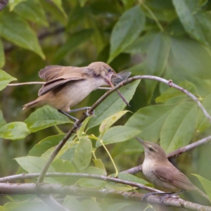 Acrocephalus australis at Fyshwick, ACT - 29 Jan 2023