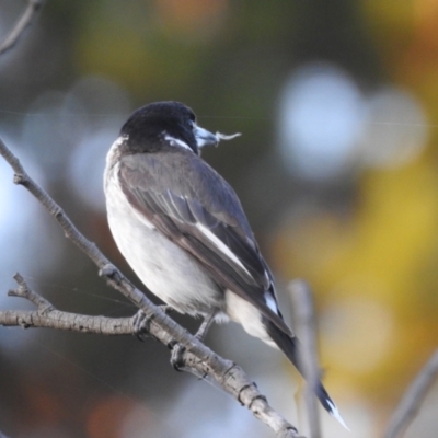 Cracticus torquatus (Grey Butcherbird) at Queanbeyan River - 31 Jan 2023 by GlossyGal