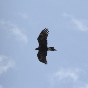 Aquila audax at Bredbo, NSW - 1 Feb 2023