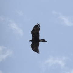 Aquila audax (Wedge-tailed Eagle) at Bredbo, NSW - 31 Jan 2023 by GlossyGal