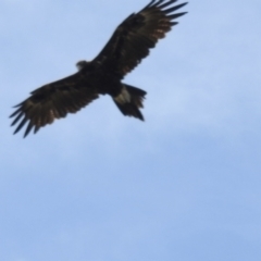 Aquila audax at Bredbo, NSW - 1 Feb 2023