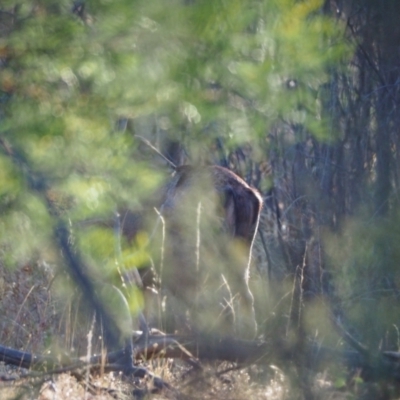 Dama dama (Fallow Deer) at Undefined Area - 3 Feb 2023 by wombey