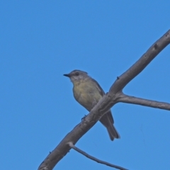 Eopsaltria australis (Eastern Yellow Robin) at Woodstock Nature Reserve - 3 Feb 2023 by wombey
