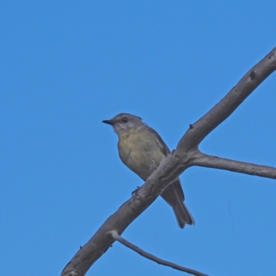 Eopsaltria australis (Eastern Yellow Robin) at Coree, ACT - 3 Feb 2023 by wombey