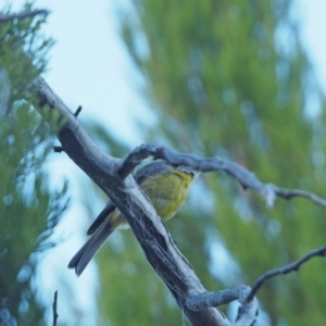 Eopsaltria australis at Coree, ACT - 4 Feb 2023 07:30 AM