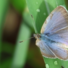 Zizina otis (Common Grass-Blue) at Wodonga - 3 Feb 2023 by KylieWaldon