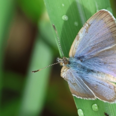 Zizina otis (Common Grass-Blue) at Wodonga - 3 Feb 2023 by KylieWaldon