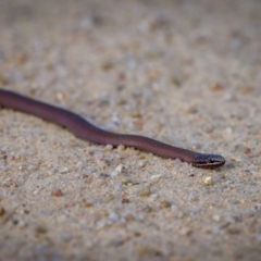Drysdalia coronoides (White-lipped Snake) at Namadgi National Park - 27 Jan 2023 by mlech