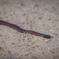 Drysdalia coronoides (White-lipped Snake) at Tennent, ACT - 27 Jan 2023 by mlech