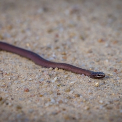 Drysdalia coronoides (White-lipped Snake) at Tennent, ACT - 27 Jan 2023 by mlech
