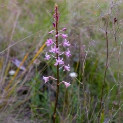 Dipodium roseum (Rosy Hyacinth Orchid) at Tennent, ACT - 27 Jan 2023 by mlech