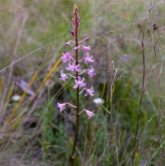 Dipodium roseum (Rosy Hyacinth Orchid) at Namadgi National Park - 27 Jan 2023 by mlech