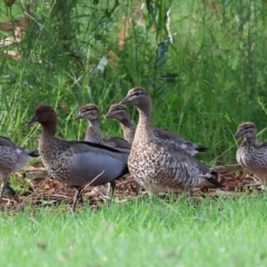 Chenonetta jubata (Australian Wood Duck) at Wodonga - 3 Feb 2023 by KylieWaldon