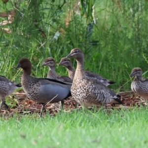 Chenonetta jubata at Wodonga, VIC - 4 Feb 2023 09:03 AM