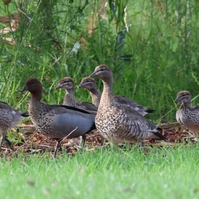 Chenonetta jubata (Australian Wood Duck) at Wodonga, VIC - 3 Feb 2023 by KylieWaldon