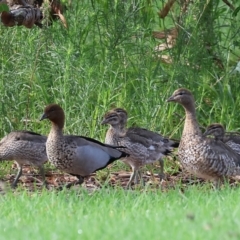 Chenonetta jubata at Wodonga, VIC - 4 Feb 2023 09:03 AM