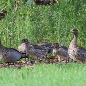 Chenonetta jubata at Wodonga, VIC - 4 Feb 2023 09:03 AM