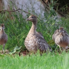 Chenonetta jubata at Wodonga, VIC - 4 Feb 2023 09:03 AM