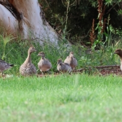 Chenonetta jubata at Wodonga, VIC - 4 Feb 2023 09:03 AM