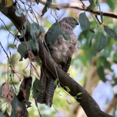 Tachyspiza cirrocephala (Collared Sparrowhawk) at Wodonga, VIC - 4 Feb 2023 by KylieWaldon