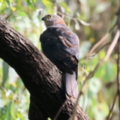 Tachyspiza cirrocephala at Wodonga, VIC - 4 Feb 2023 09:16 AM