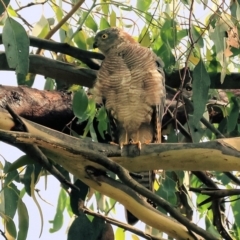 Tachyspiza cirrocephala at Wodonga, VIC - 4 Feb 2023 09:16 AM
