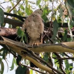 Tachyspiza cirrocephala at Wodonga, VIC - 4 Feb 2023 09:16 AM