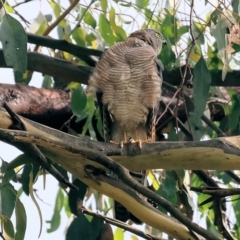 Tachyspiza cirrocephala at Wodonga, VIC - 4 Feb 2023 09:16 AM