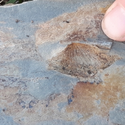 Unidentified Fossil / Geological Feature at Goorooyarroo NR (ACT) - 17 Aug 2021 by mlech