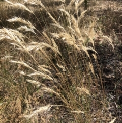 Rytidosperma (genus) (Wallaby Grass) at Bruce, ACT - 3 Feb 2023 by JohnGiacon