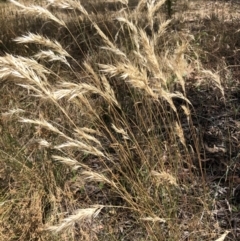 Rytidosperma sp. (Wallaby Grass) at Bruce Ridge to Gossan Hill - 3 Feb 2023 by jgiacon