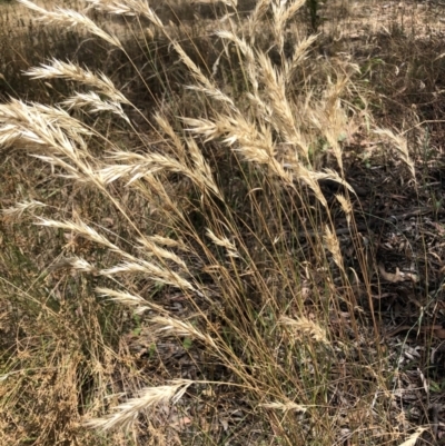 Rytidosperma sp. (Wallaby Grass) at Bruce Ridge to Gossan Hill - 3 Feb 2023 by jgiacon