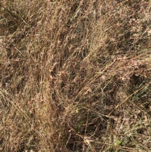 Themeda triandra at Bruce, ACT - 3 Feb 2023