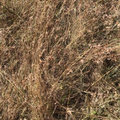 Themeda triandra (Kangaroo Grass) at Bruce, ACT - 3 Feb 2023 by JohnGiacon