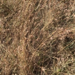 Themeda triandra (Kangaroo Grass) at Bruce, ACT - 3 Feb 2023 by jgiacon