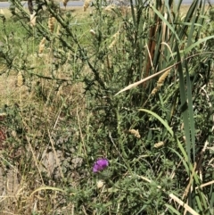 Cirsium vulgare (Spear Thistle) at Bruce, ACT - 3 Feb 2023 by jgiacon