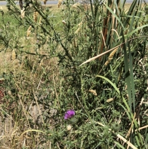 Cirsium vulgare at Bruce, ACT - 3 Feb 2023 01:17 PM