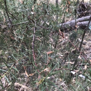 Acacia genistifolia at Bruce, ACT - 3 Feb 2023