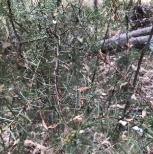 Acacia genistifolia at Bruce, ACT - 3 Feb 2023 01:20 PM