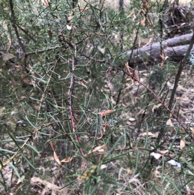 Acacia genistifolia (Early Wattle) at Bruce, ACT - 3 Feb 2023 by JohnGiacon
