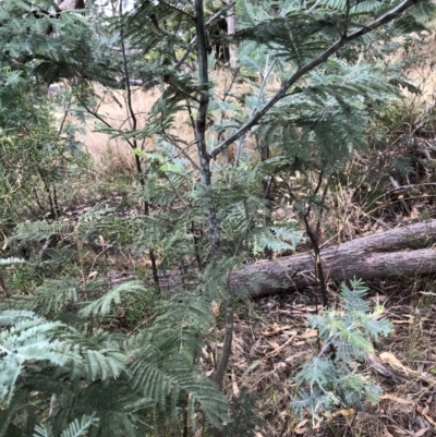 Acacia dealbata (Silver Wattle) at Bruce, ACT - 3 Feb 2023 by jgiacon