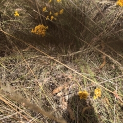 Chrysocephalum semipapposum (Clustered Everlasting) at Bruce, ACT - 3 Feb 2023 by JohnGiacon