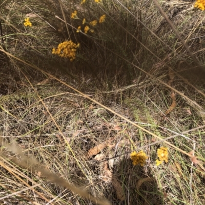 Chrysocephalum semipapposum (Clustered Everlasting) at Bruce, ACT - 3 Feb 2023 by jgiacon